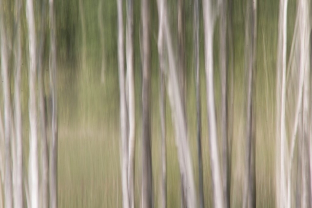 aspen birch trees blurry mood