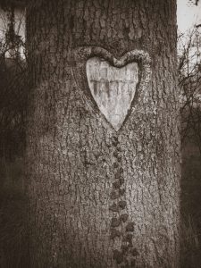 Heart Carved in a Tree